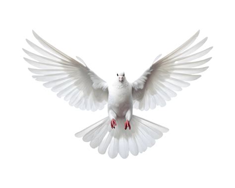 blanco paloma volador gratis con abierto alas, frente ver aislado en un