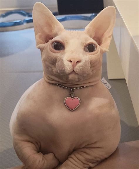 Image Result For Easy To Draw Cute Cats Cute Animals - vrogue.co