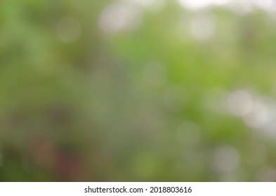 green background soft light bokeh stock photo  shutterstock