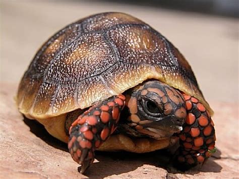 Petiles (petiles) - Profile | Pinterest