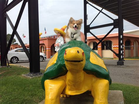 Ed The Corgi - The Daily Corgi