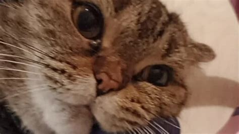 :-Biscuit_Life-: | Кот Бисквит в наушниках | Дзен