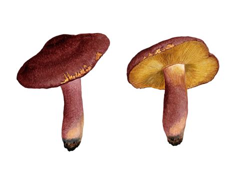 ciuperci ilustrate de arta de epoca poza gratuite public domain pictures