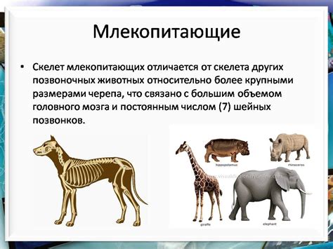 Класс Млекопитающие или звери - Презентации по биологии