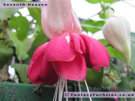 SEVENTH HEAVEN - Fantasy Fuchsias Est. 1992