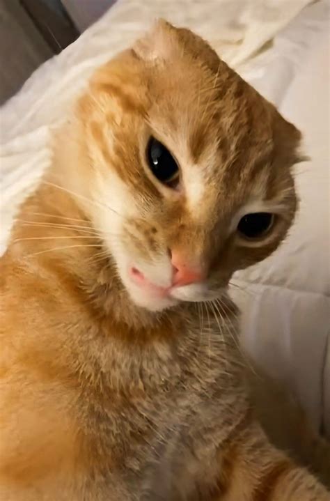 pin    ret funny cat pictures funny