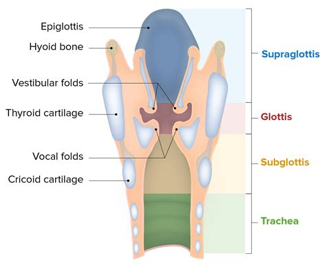 Larynx: Anatomy | Concise Medical Knowledge