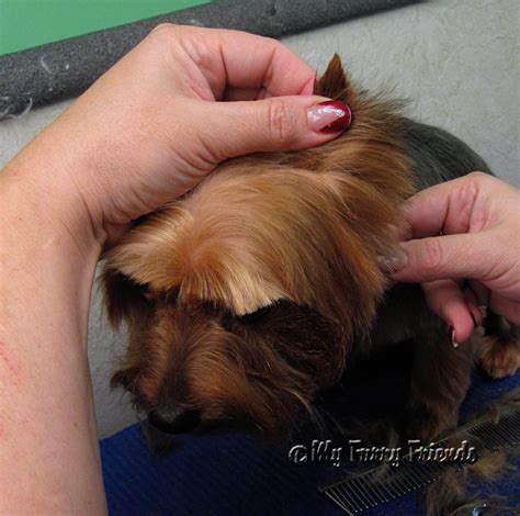 Pet Grooming: The Good, The Bad, & The Furry: Yorkies