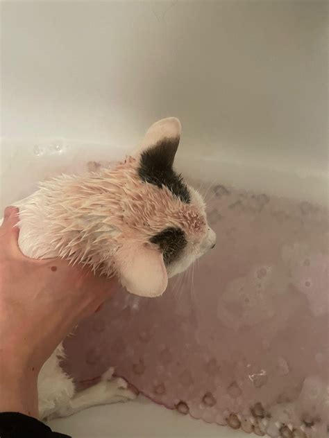 My poor cat has fleas so i was giving him a bath. He was calm the whole