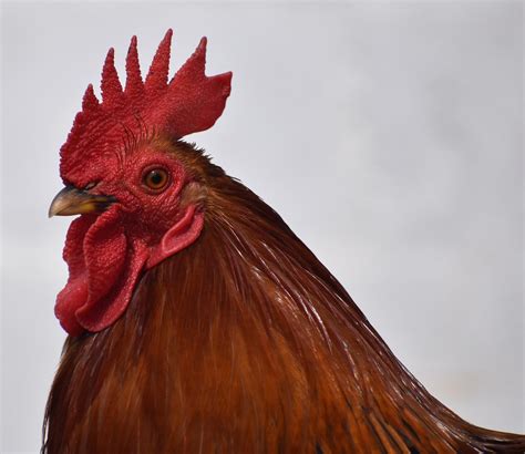 ayam potret brown foto gratis  pixabay pixabay