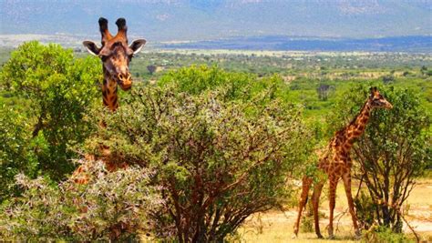 images water nature animal wildlife wild africa mammal