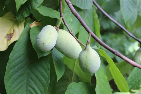 grafted pawpaw tree 8