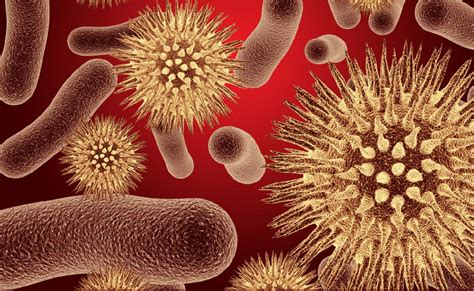 infectious diseases nibn