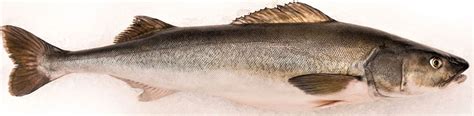 Sablefish