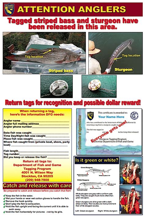 DFG Completes 2012 Fish Tagging – BDOutdoors