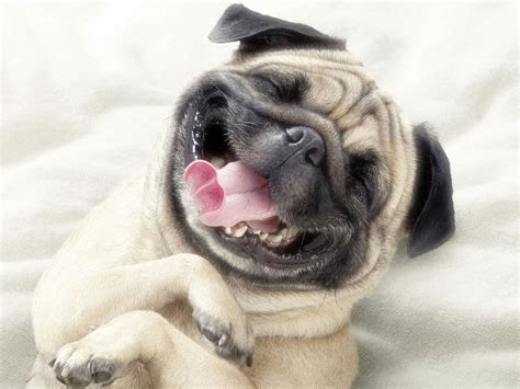 Funny Dog Pictures - Dog Breeders Guide