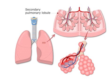 The Individual Sacs Formed By The Inner Membrane Are Called 7