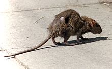 rat wikipedia
