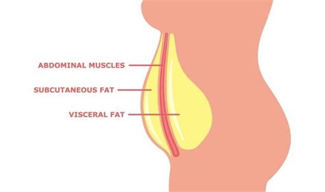 Visceral fat: How to lose belly fat – visceral fat diet and exercises ...