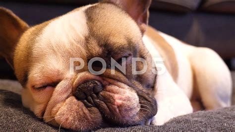 Bulldog Puppy Napping