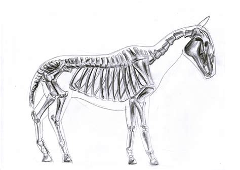 animal skeleton 4