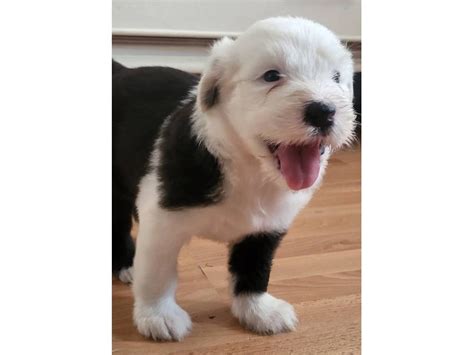 AKC Old English Sheepdog puppies in - Puppies for Sale Near Me