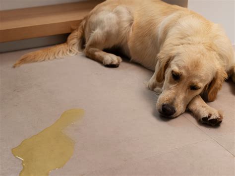 Cachorro Vomitando Agua Amarela - Cachorro vomitando amarelo: o que a cor pode revelar