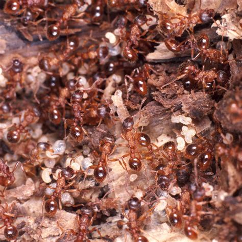 Does Boric Acid Kill Fire Ants?