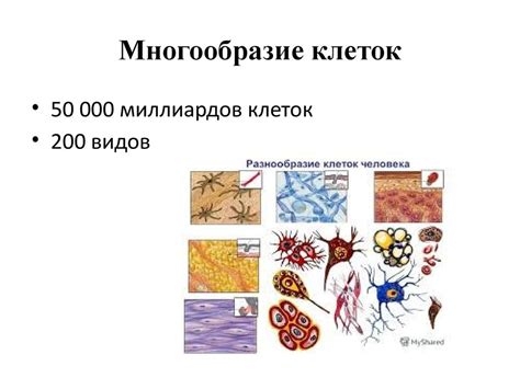 Строение тела человека. (9 класс) - презентация онлайн