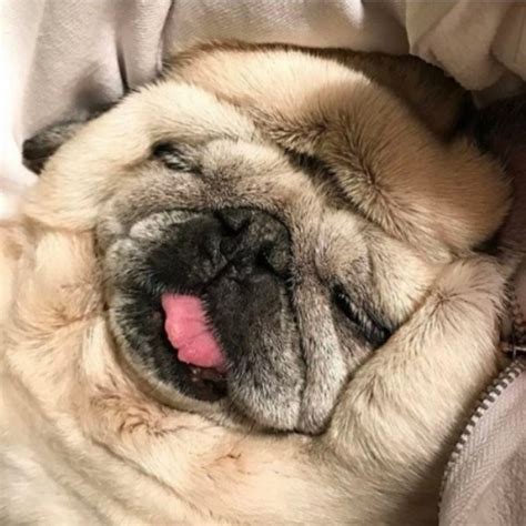 People Are Posting Hilarious Photos Of Their Pugs, And They Prove They ...