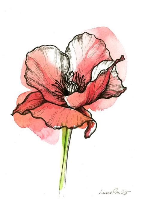 Poppy Flower Line Drawing