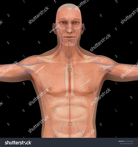 Muscle Anatomy Arteries Veins Anterior View Stock Illustration
