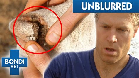 UNBLURRED: Mauled Goat Viciously Attacked By Hyena Could Die 😨| Bondi ...