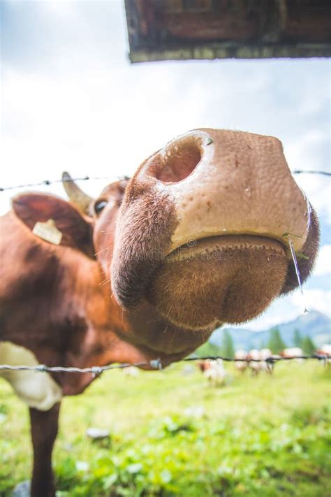 Wide Angle of Curious Brown Cow in the Alpine Meadow Stock Photo ...