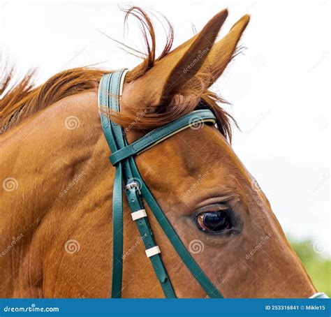 Caballo Akhal Teke 6