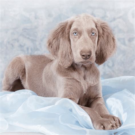 Long Haired Weimaraner Price Flash Sales | www.danzhao.cc