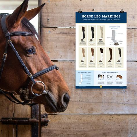 Horse Leg Markings Illustrated Guide Educational Poster - Etsy