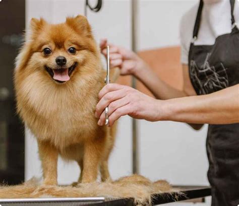 Dog Grooming | Prestige Pet Care