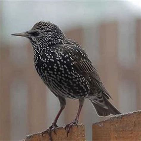 how to get rid of starling birds