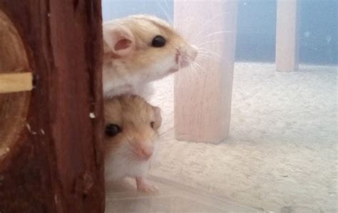 Duprasi Breeders In The UK – Breeder Special – Rodent Zone