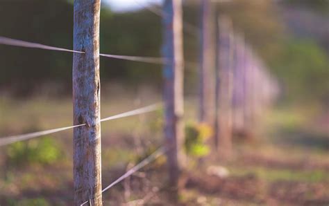 Wire Fence With Wooden Posts by Science Photo Library
