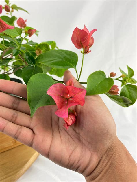 Bougainvillea Bonsai | BonsaiStore.co