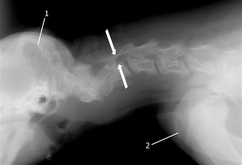 wobbler syndrome labrador training spot