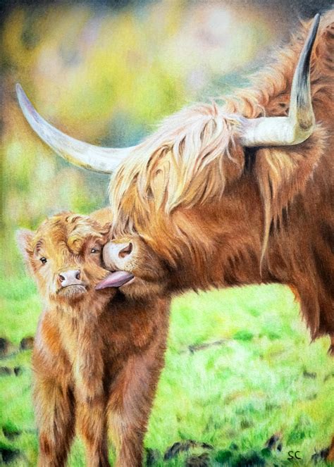 A coloured pencils drawing of highland cattle’s I’ve done a few years ...