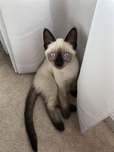Siamese Cat Traits - petwarehouse