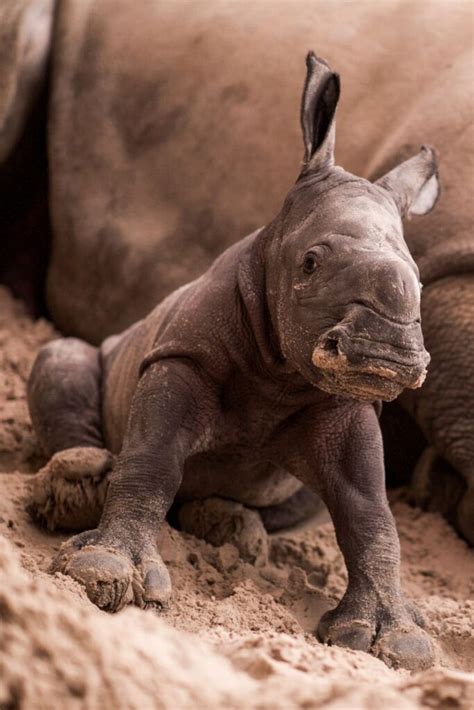 12 BEST Safari Parks in the UK You Need To Visit: 2023 Guide