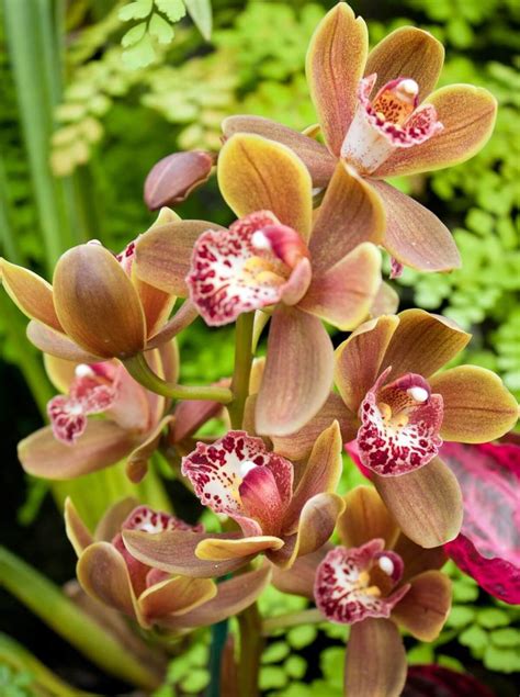 some very pretty flowers with big leaves in the background