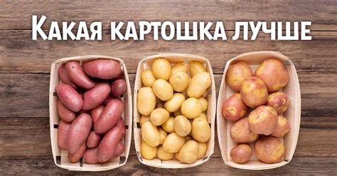Сорта картофеля разных цветов: в чём их отличия - Со Вкусом