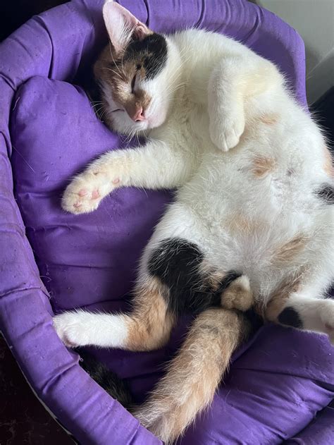 Best Calico Cat Posts - Reddit