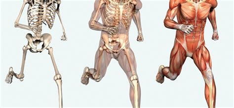 Движения через взаимосвязь скелета и мышц | Meddoc